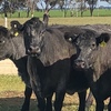 12 x PTIC Angus Shorthorn Cross Cows to Shorthorn Bull