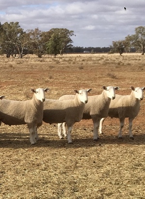Border Leicester Flock Rams July Aug. 2018 drop  Long Established  Stud