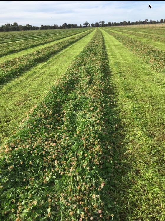 Clover Hay Small Squares in Barron Packs