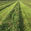 Clover Hay Small Squares in Barron Packs