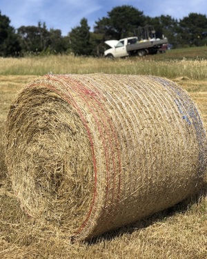 50 4x4 Round Bales of Clover, Rye, Phalaris & Cocksfoot