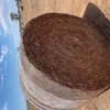 Vetch Rolls