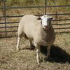 2020 White Suffolk and White Suffolk X Poll Dorset Rams