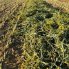 Canola Silage 6x4x3 Bales