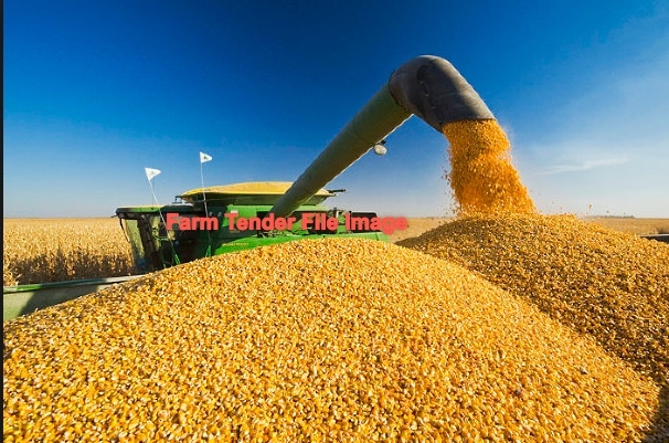 Corn Stubble For Sale Standing 