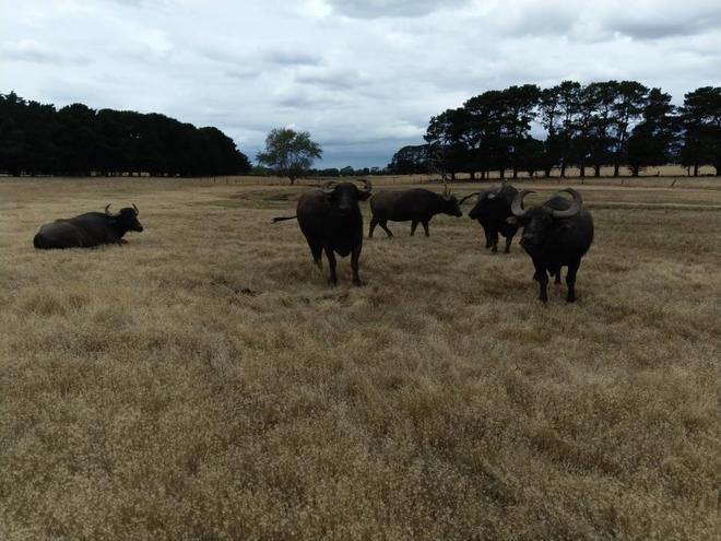 5 x Riverine Water Buffalo Cows. Updated photo
