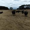 5 x Riverine Water Buffalo Cows. Updated photo