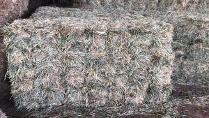 GOOD Quality Oaten Hay - Bale Baron Small Bales - Packs of 21