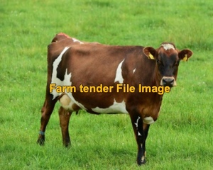 WANTED Export Dairy Cross Heifers PTIC