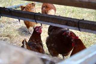 Chicken Caravan Trailer For Sale