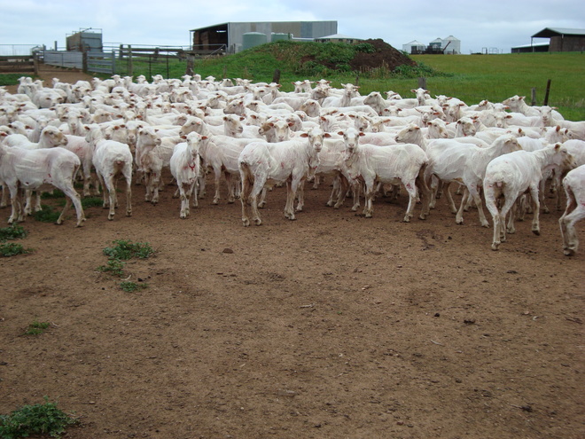 308 Fine Wool Merino Ewes, 5 years old