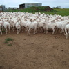 308 Fine Wool Merino Ewes, 5 years old