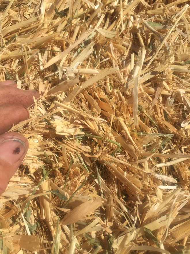 20 Bales Barley Straw/Lucerne Sold Per Bale