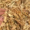 20 Bales Barley Straw/Lucerne Sold Per Bale