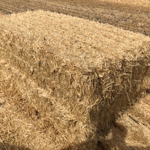 Barley Straw