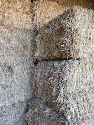 23 Bales Wheaten Hay