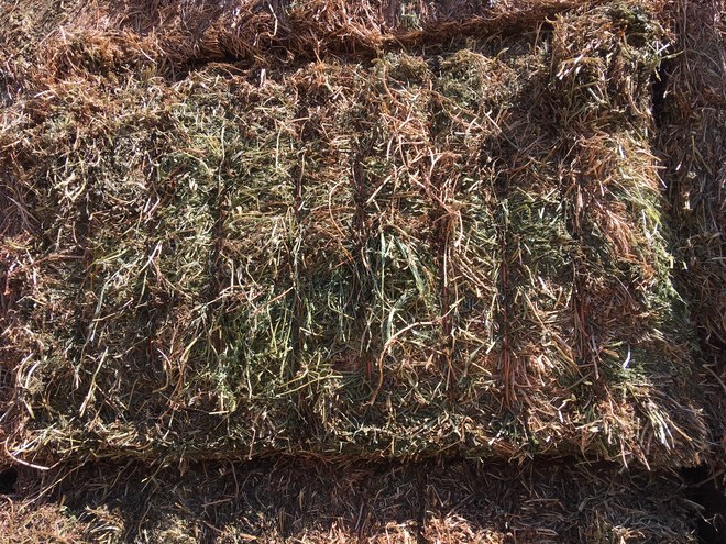 Vetch Hay 8x4x3