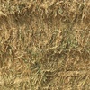 Oaten Hay with Rye Grass and Barley in 8x4x3 Bales