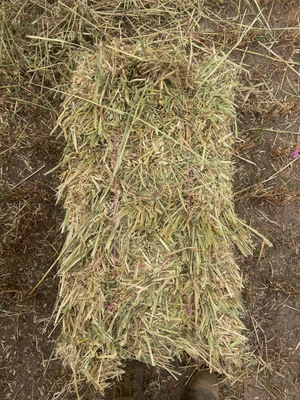 Oaten Small Squares