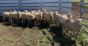  1st Cross Ewes (Merino x BL) Ewes