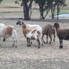 27 Damara sheep including dorper  x breeds