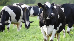 Dairy Herd x 170