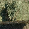 Compress Lucerne Squares