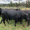 12 steers for sale 