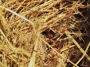 Old Season Rice Tailings 8x4x3 Bales