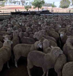 300 mixed sex second cross lambs