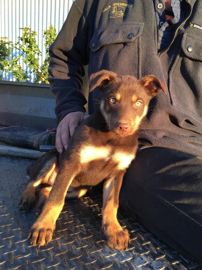 Kelpie Pup’s 