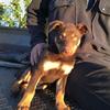 Kelpie Pup’s 