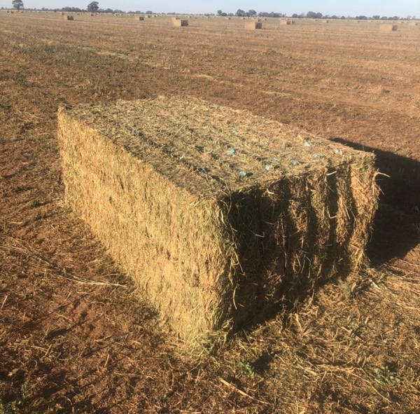 Vetch Hay