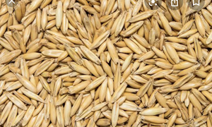 Treated oats seeds available for sowing 