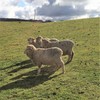 MERINO EWES in LAMB X 24 