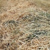 500mt Barley Hay 600-650kg 8x4x3 Bales (New Season 2019-2020)