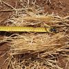 Wheat straw - header tailings