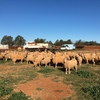 First Cross Ewes x 70