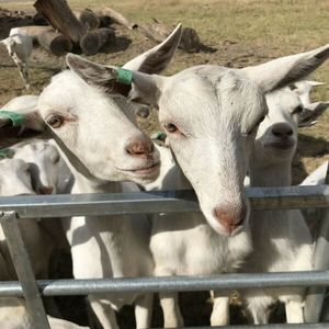 Saanen doe kids 2019 