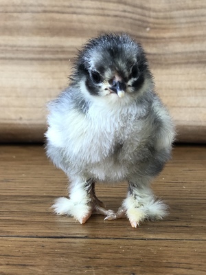 Pekin Bantam Chicks - Available Now!