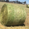 Canola Silage Round Rolls Wrapped