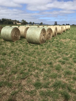 Lucerne Pasture Hay 4''x 5'' Rolls