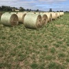 Lucerne Pasture Hay 4''x 5'' Rolls