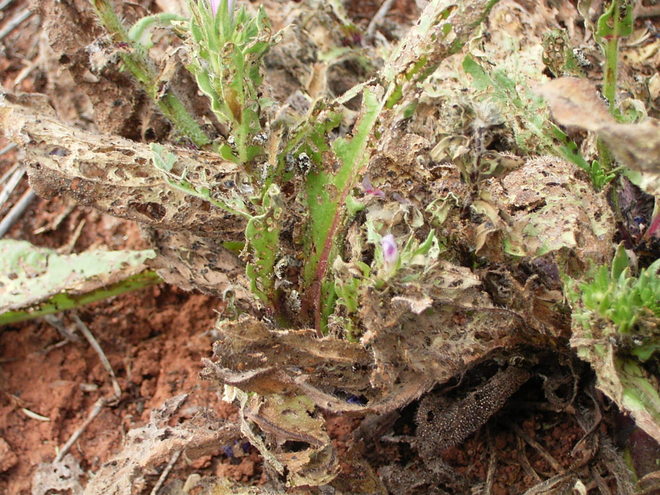 Weed Biological Control Agents