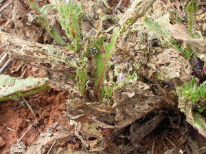 Weed Biological Control Agents