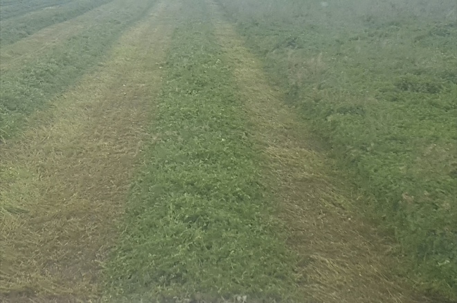 **Price Reduced** Clover / Lentil Hay For Sale in 8x4x3's - Shedded - See Feed Test