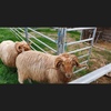 caring after unwanted lambs, alpaca, calfs & animals