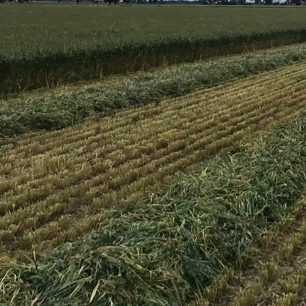 New season Yallara oaten hay, yet to be baled.