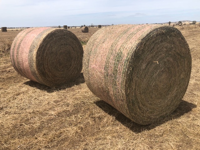 Vetch Hay 5x4 Rolls