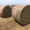 Vetch Hay 5x4 Rolls